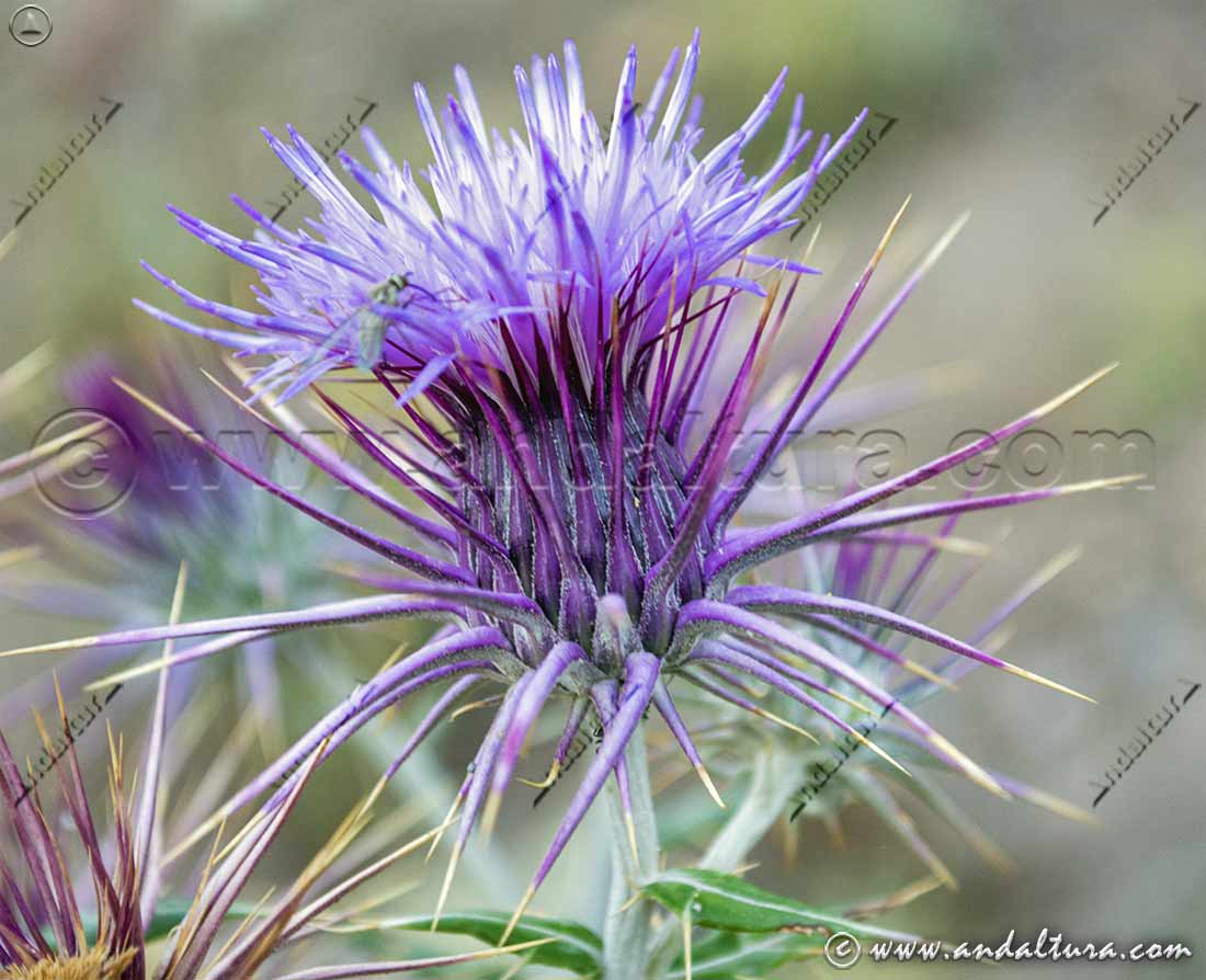 Cardo perruno - Ptilostemon hispanicus