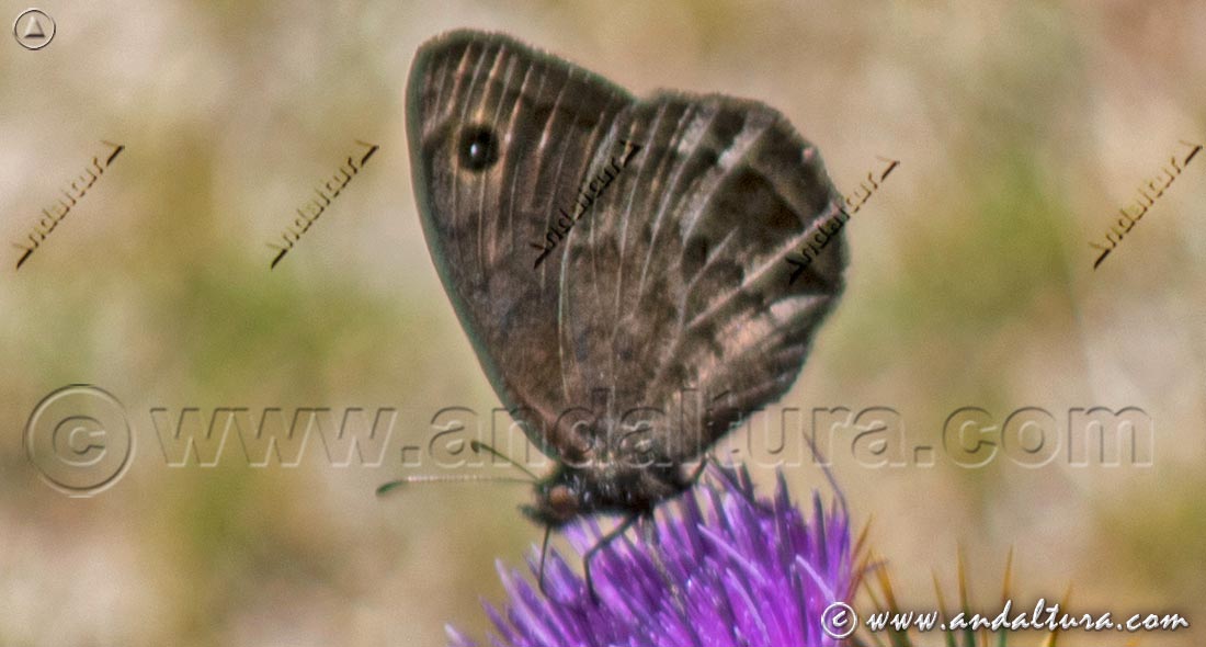 Negra o Sátiro negra - Satyrus actaea