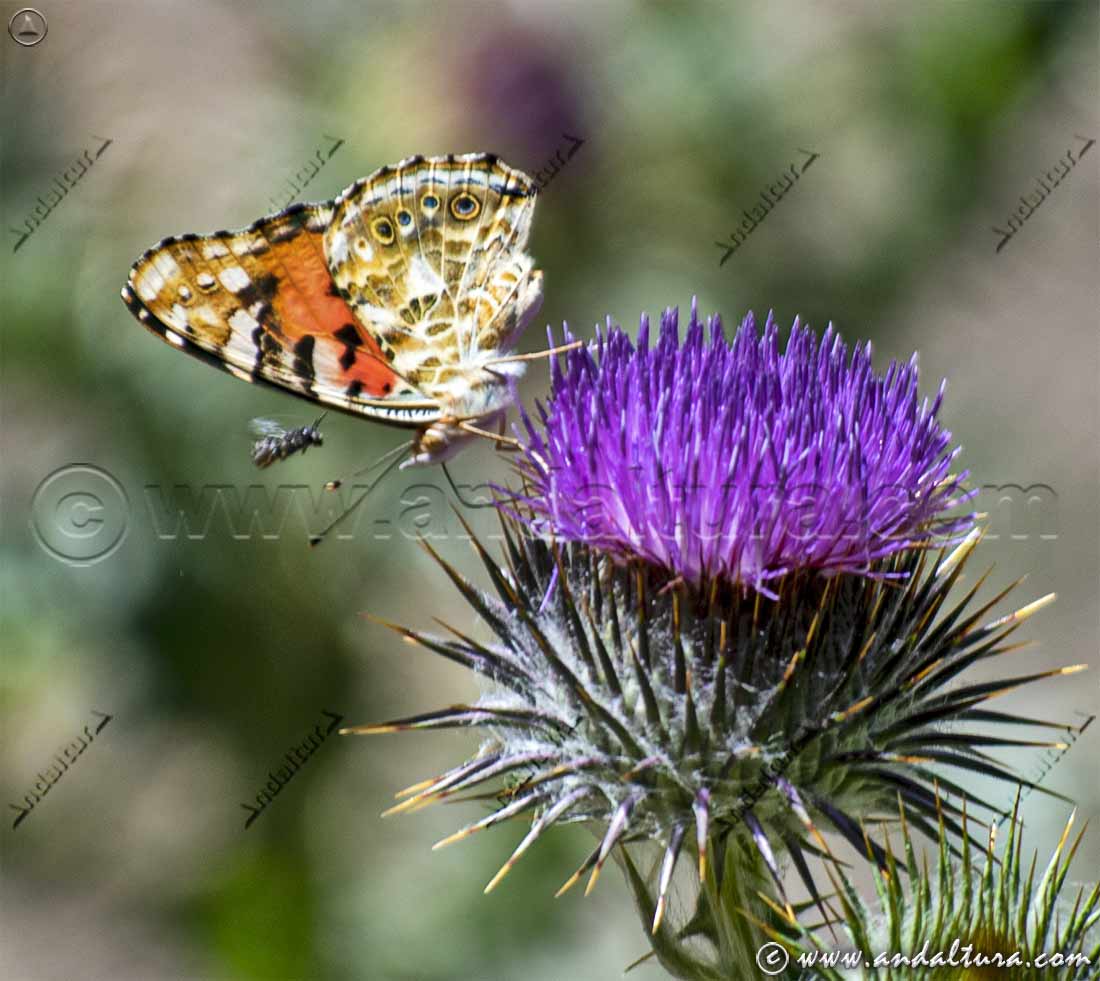 Vanesa de los Cardos - Vanessa cardui