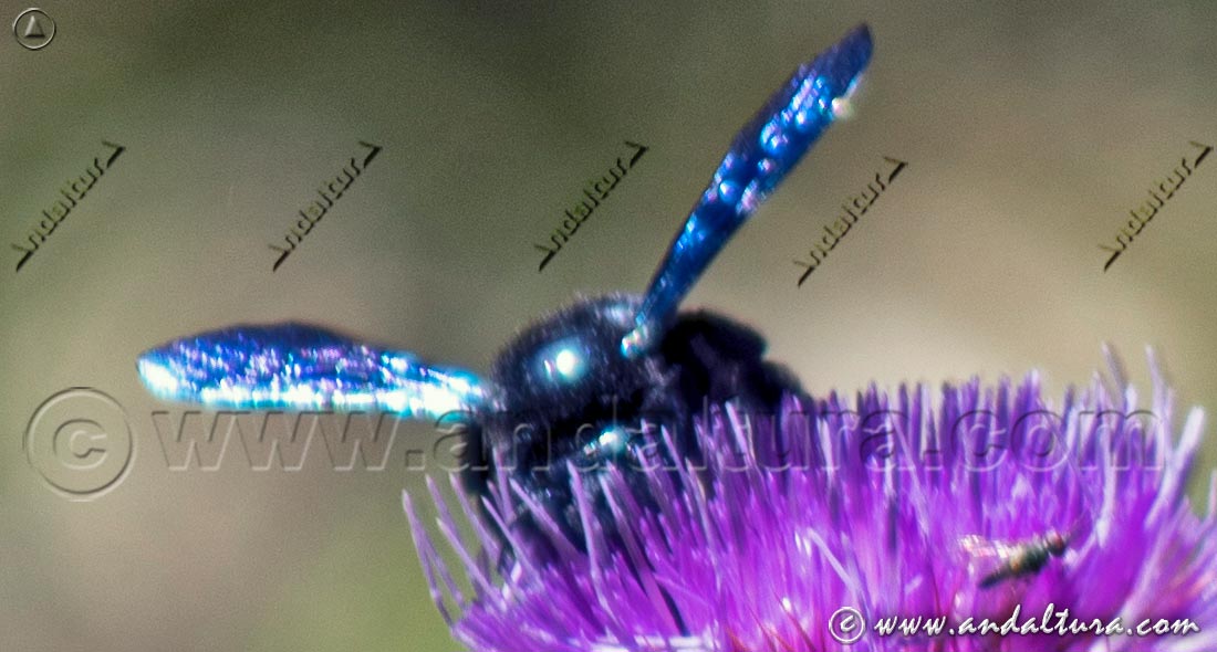 Abejorro carpintero - Xylocopa violacea