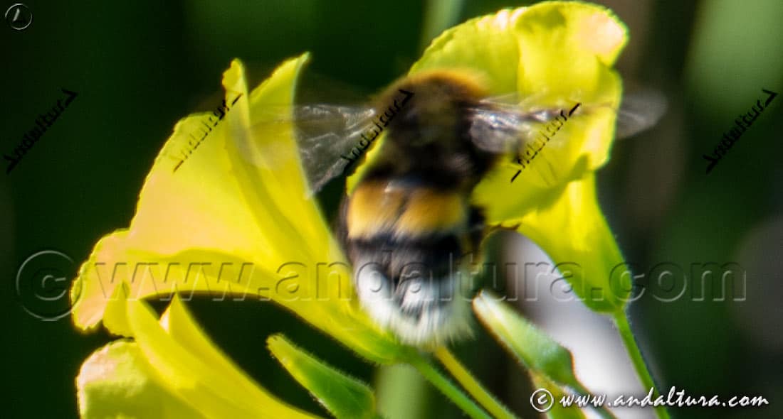 Abejorro común (Bombus terrestris) polinizando una flor de lino marítimo en vuelo