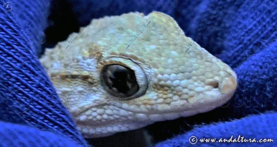 Salamanquesa - Tarentola mauritanica