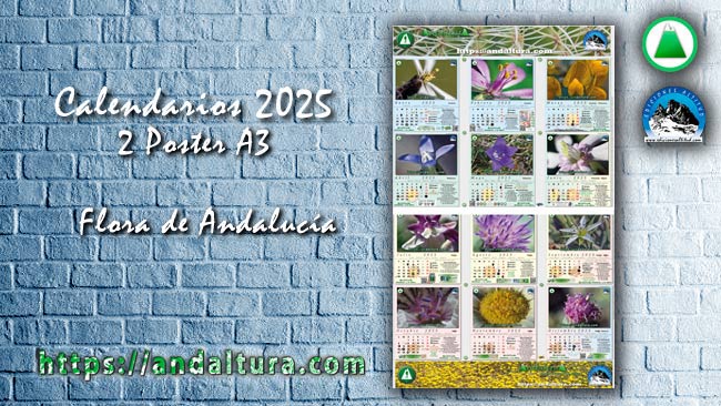 Anuncio de los Calendarios de la Flora de Andalucía en formato A3