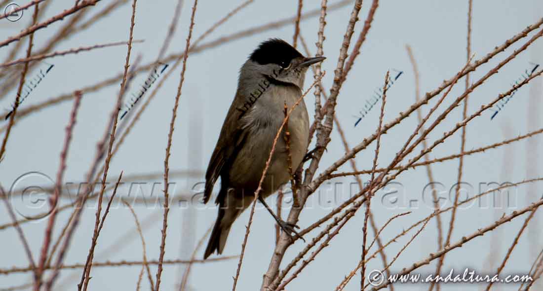 Curruca capirotada (Sylvia atricapilla) posada sobre una rama, pequeña ave forestal característica de la fauna de Andalucía