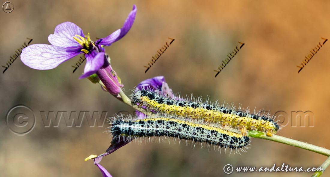 Flora y Fauna de Andalucía - Oruga de Pieris Brassicae alimentándose de Moricandia moricandioides - parte de biodiversidad entomológica de Andalucía