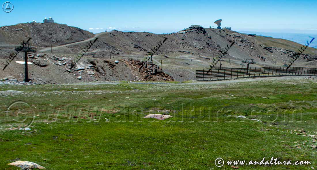 Borreguiles sobreviviendo en el Área Esquiable de la Estación de Esquí Sierra Nevada