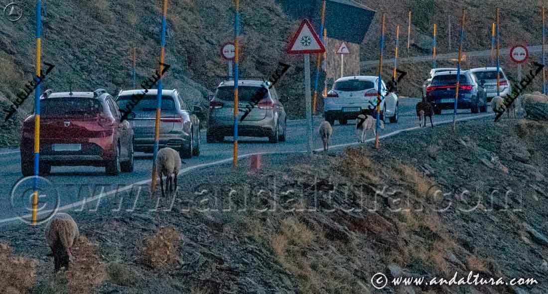 Carretera A-395 Granada - Sierra Nevada: Coches y ovejas