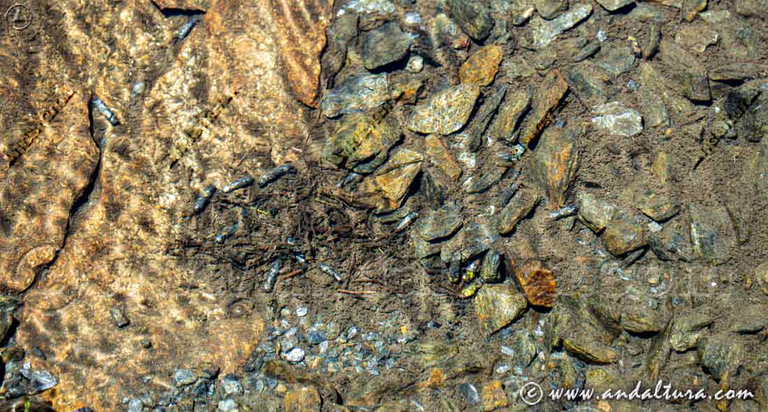 Tricópteros en el río Monachil en la Estación de Esquí Sierra Nevada