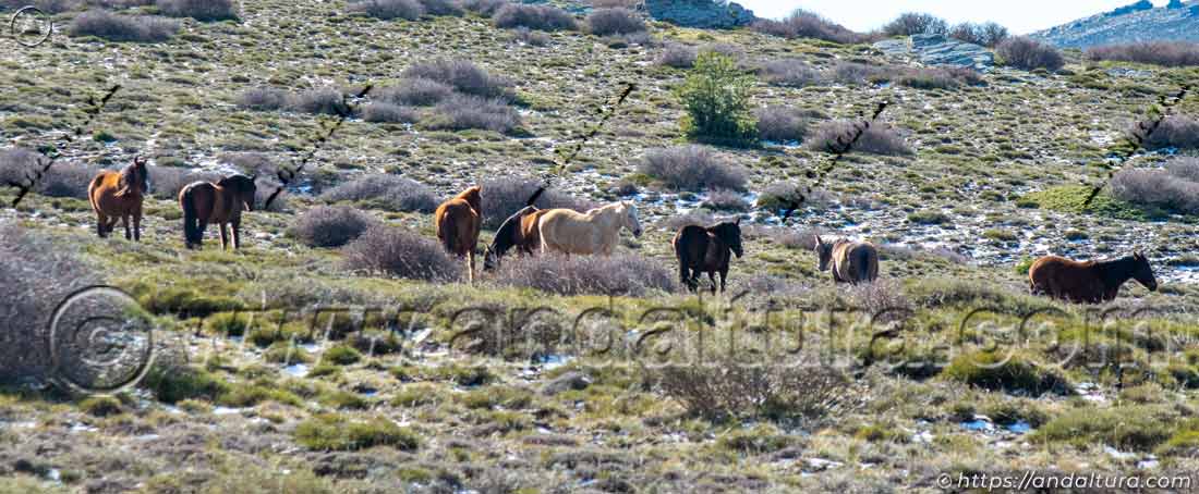 Caballos sueltos en el entorno del Puerto de la Ragua