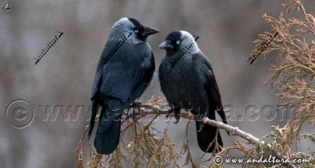Pareja de grajillas occidentales (Corvus monedula) posadas sobre rama, especie presente en Andalucía