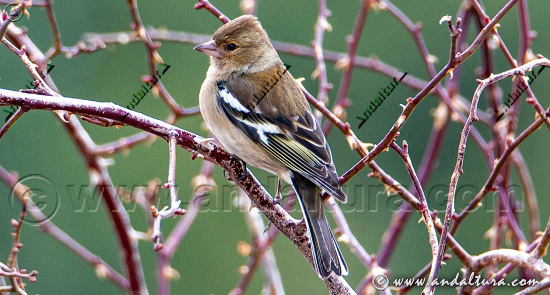 Pinzon -Fringilla coelebs posado en una rama en su hábitat natural