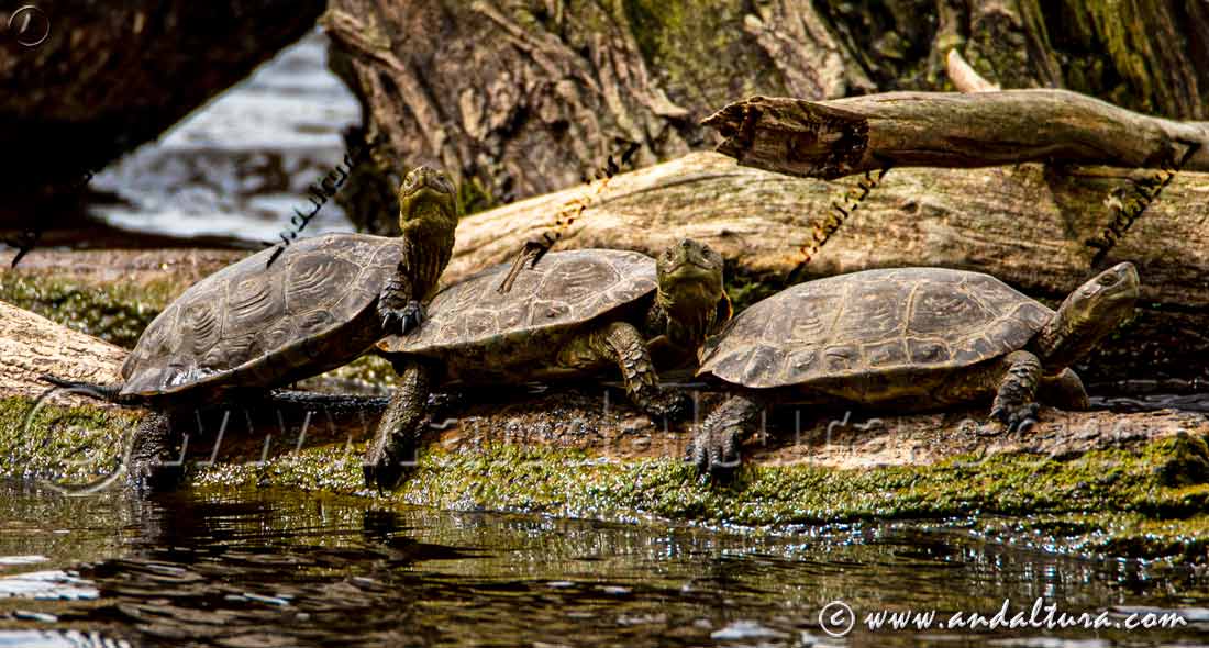 Galápago leproso (Mauremys leprosa) tomando el sol sobre tronco en humedal andaluz