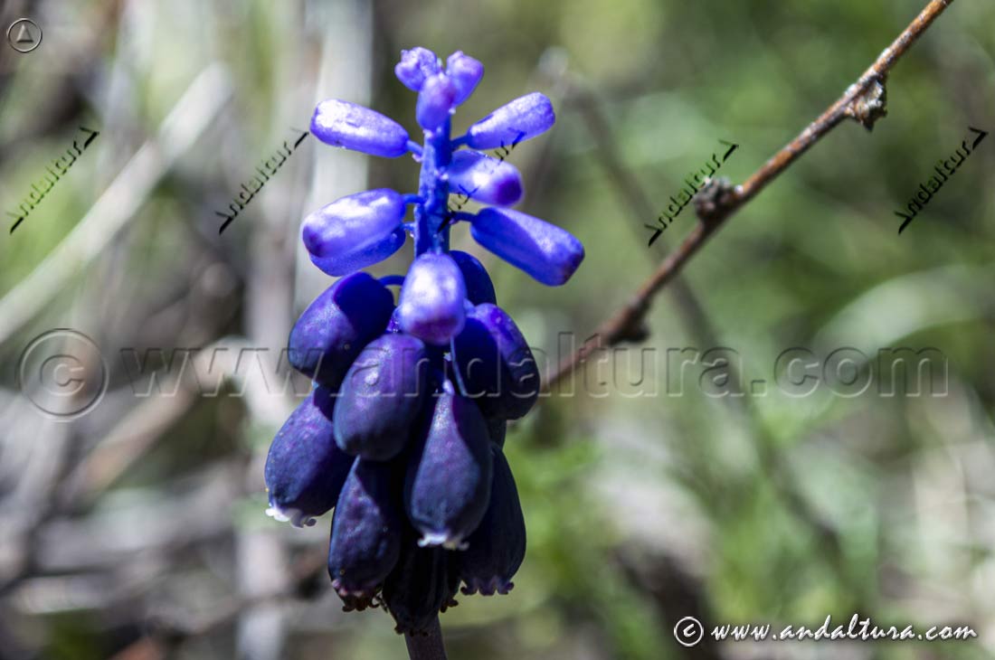 Inflorescencia azul de Muscari neglectum en entorno natural mostrando la flora silvestre de Andalucía