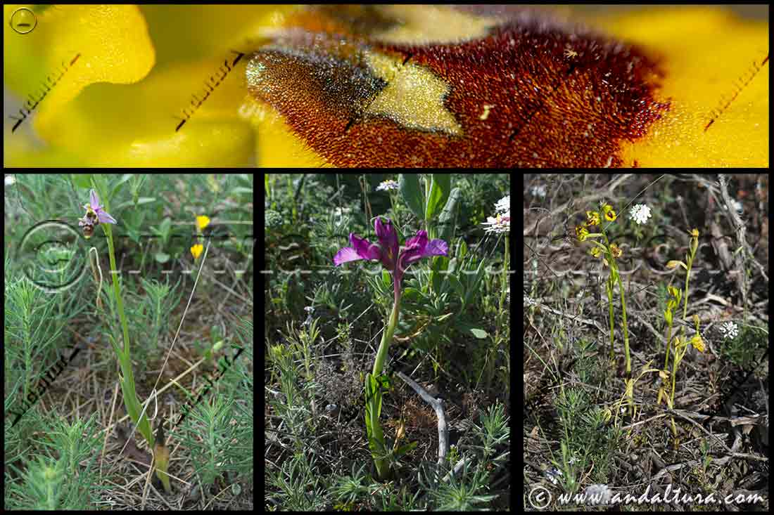 Orquídeas silvestres en su hábitat natural mostrando la diversidad de flora y biodiversidad vegetal de Andalucía