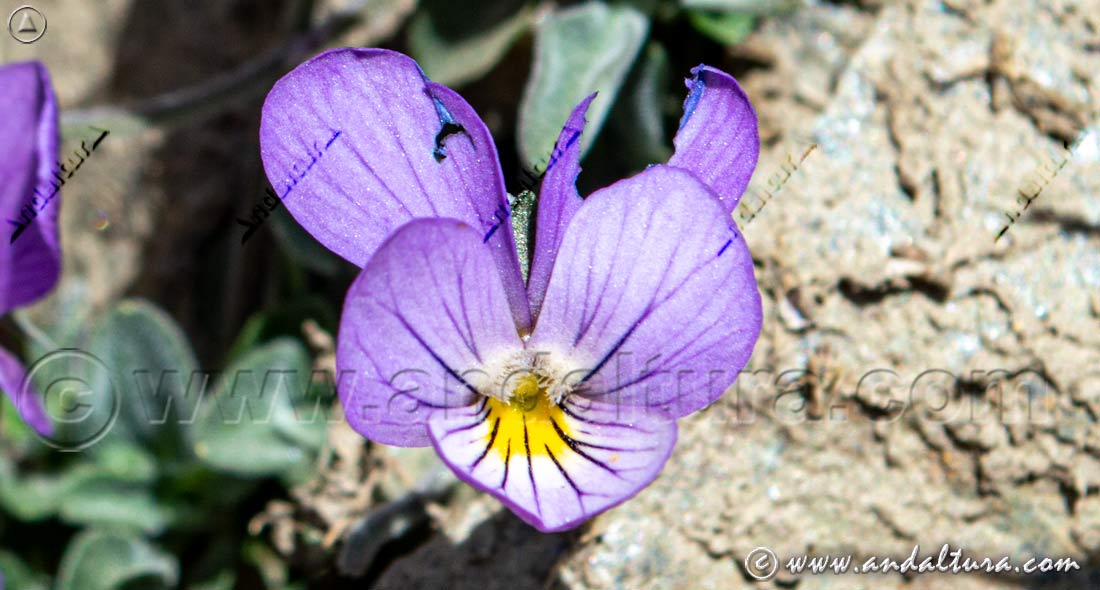Viola crassiuscula - Violeta de Sierra Nevada - Endemismo de Sierra Nevada, catalogado casi amenazado, en la Estación de Esquí Sierra Nevada