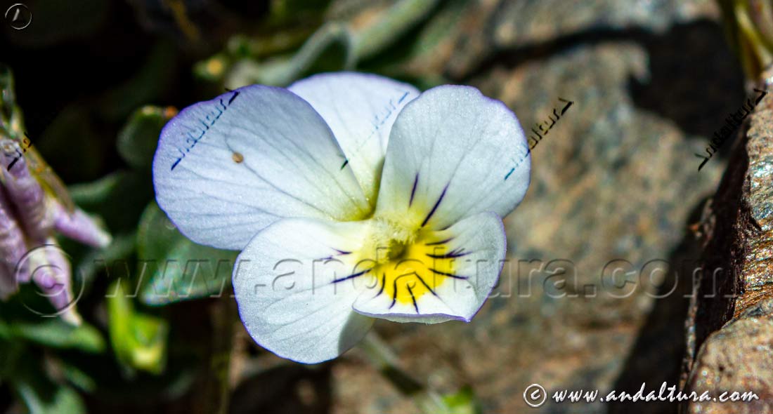 Viola crassiuscula - Violeta de Sierra Nevada - Endemismo de Sierra Nevada en la Estación de Esquí Sierra Nevada