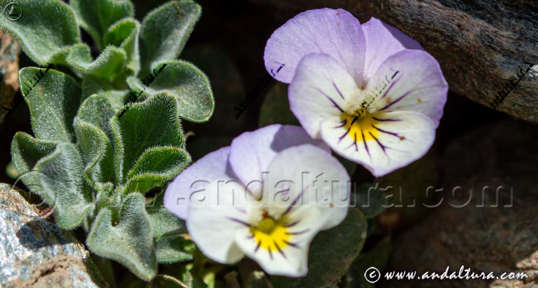 Viola crassiuscula - Violeta de Sierra Nevada - Estación de Esquí Sierra Nevada