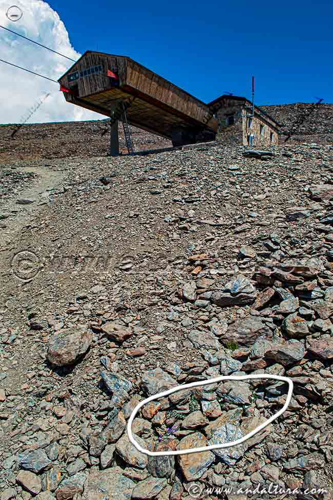 Viola crassiuscula - Estación de Esquí Sierra Nevada