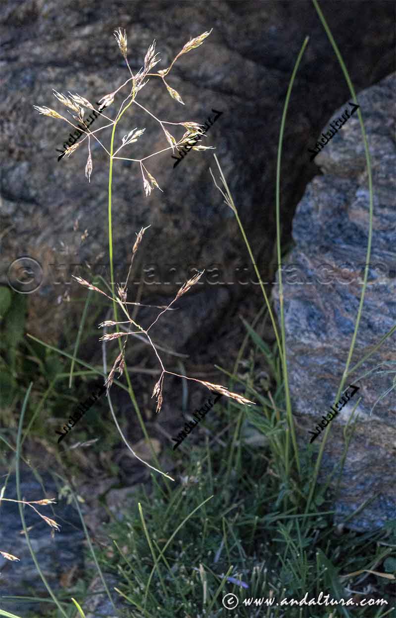 Agrostis nevadensis - Endemismo de Sierra Nevada