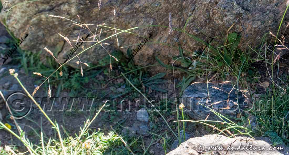 Ciacina de Sierra Nevada - Endemismo de Andalucía