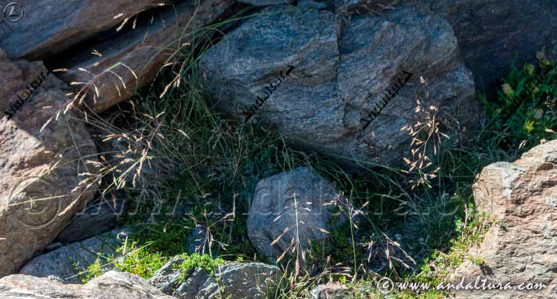Hábitat Ciacina de Sierra Nevada - Agrostis nevadensis