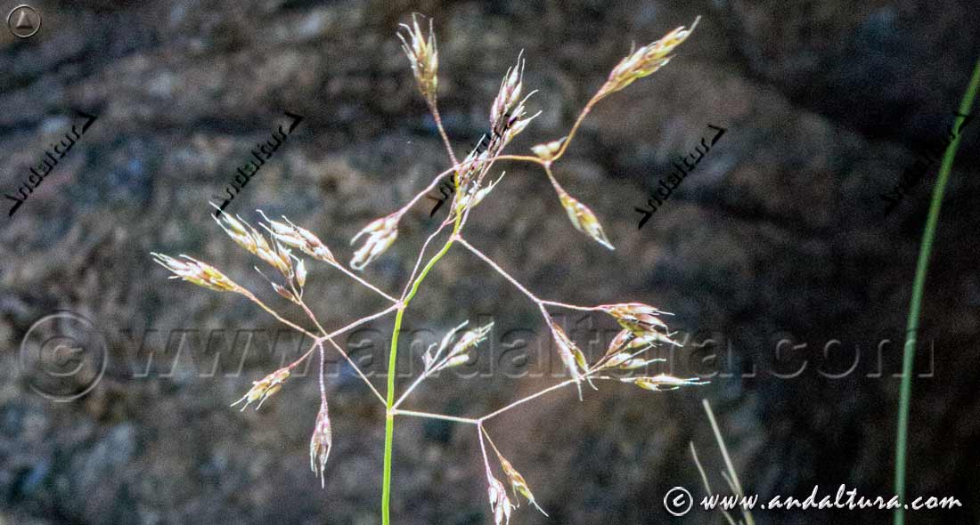 Ciacina de Sierra Nevada - Agrostis nevadensis