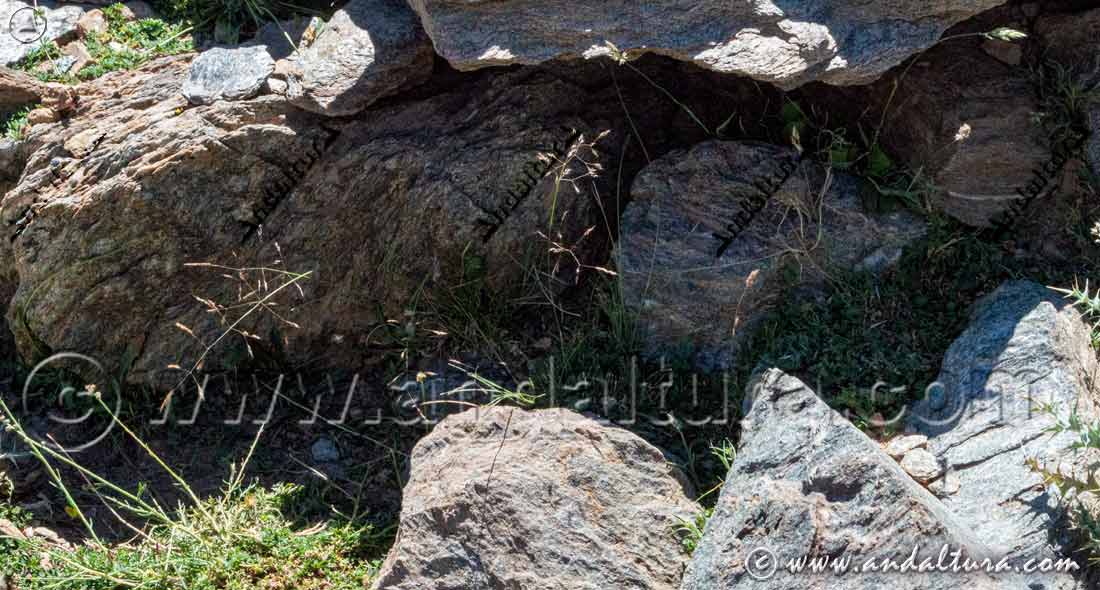 Entorno Ciacina de Sierra Nevada - Agrostis nevadensis