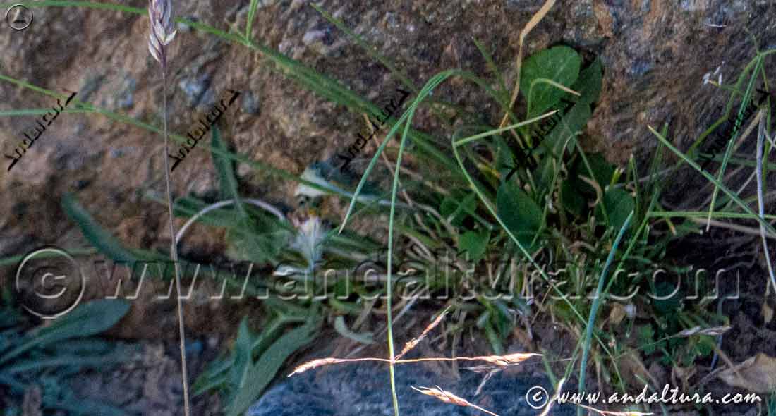 Detalle planta de Ciacina de Sierra Nevada - Agrostis nevadensis