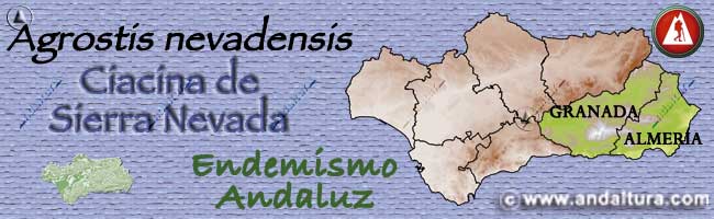 Mapa del Endemismo de Andalucía Agrostis nevadensis - Ciacina de Sierra Nevada