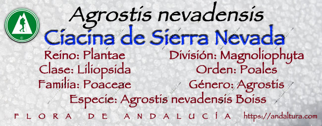 Taxonomía de Ciacina de Sierra Nevada - Agrostis nevadensis