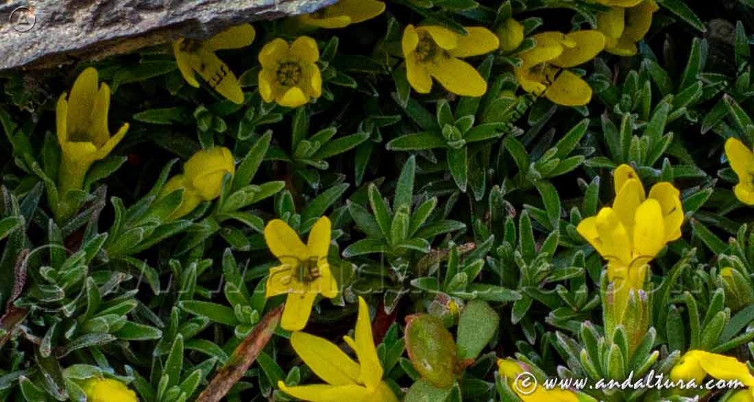 Androsace vitaliana nevadensis - Gregoria de Sierra Nevada - Endemismo de Sierra Nevada