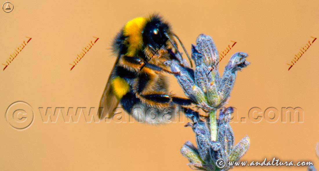 Abejorro común (Bombus terrestris) polinizando una flor de lavanda
