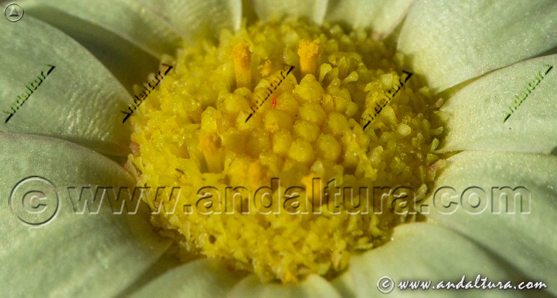 Flor e insecto en Gamarza