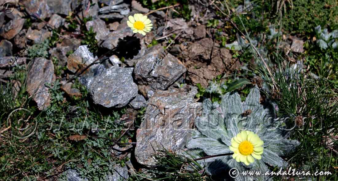 Hábitat Gamarza junto a Borreguiles de Sierra Nevada