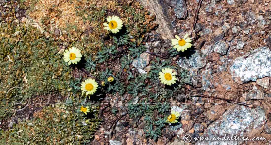 Hábitat Leucanthemopsis pectinata