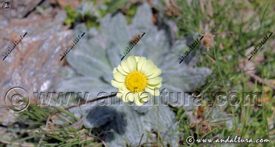 Plantago nivalis y Leucanthemopsis pectinata