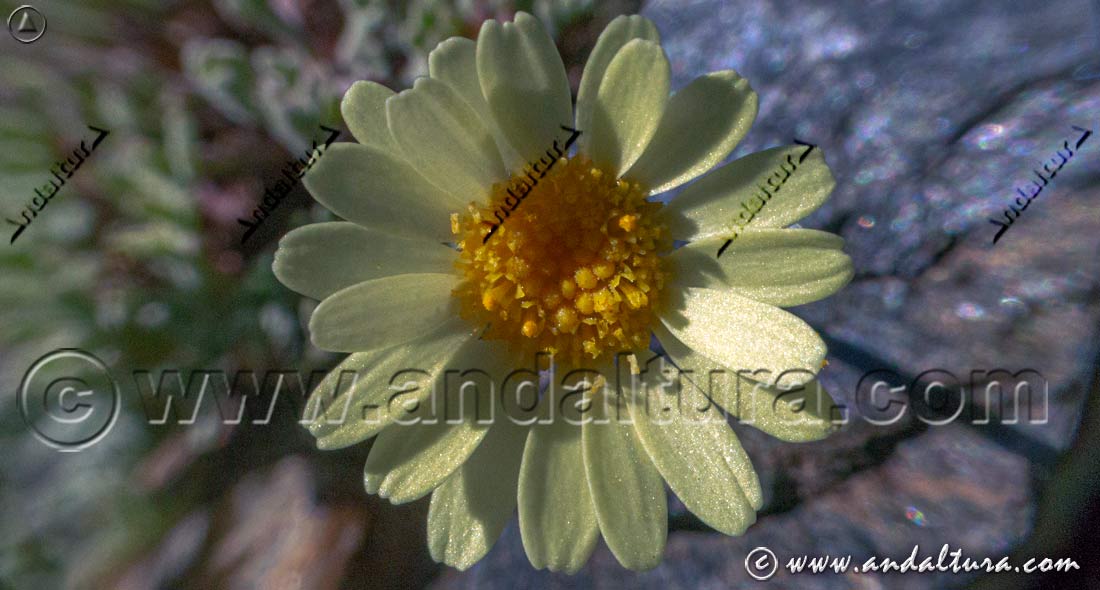 Flor de Leucanthemopsis pectinata - Gamarza -