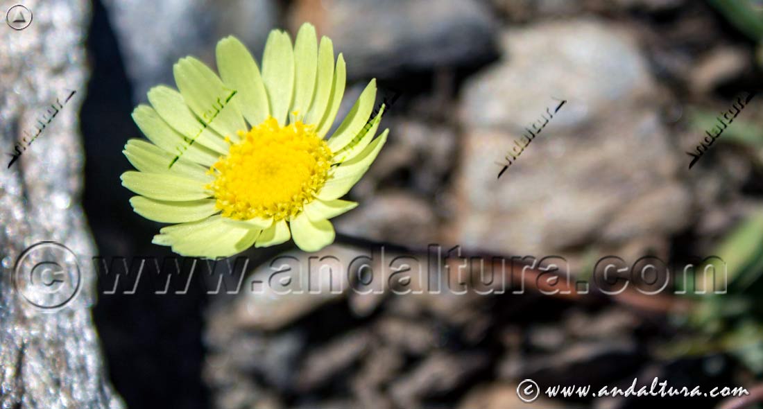 Endemismo de Andalucía - Detalle flor de Leucanthemopsis pectinata - Gamarza -