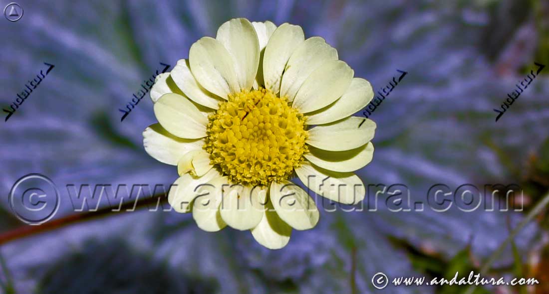 Detalle flor de Leucanthemopsis pectinata - Gamarza -