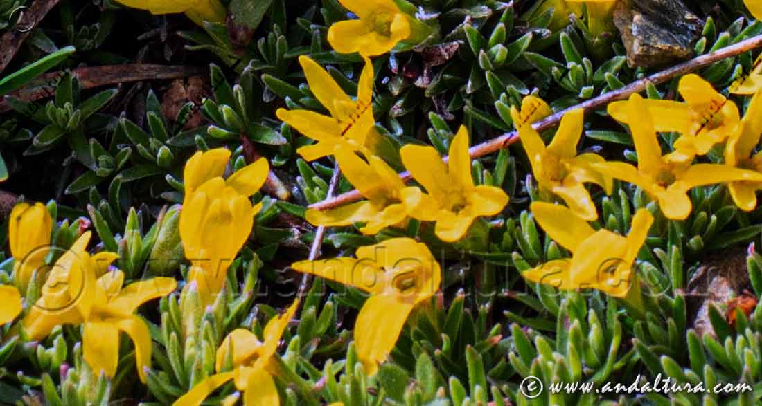 Flores de Androsace vitaliana nevadensis - Endemismo de Andalucía