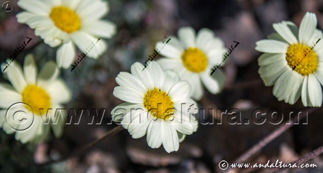 Flores de Gamarza en Sierra Nevada