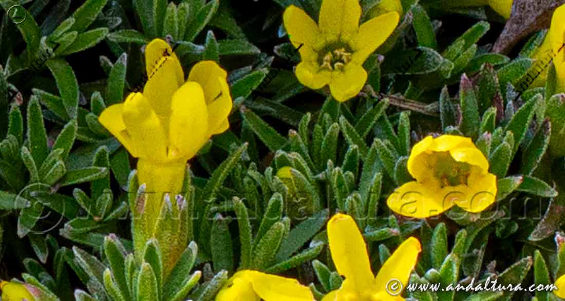Flores de Androsace vitaliana nevadensis - Gregoria de Sierra Nevada