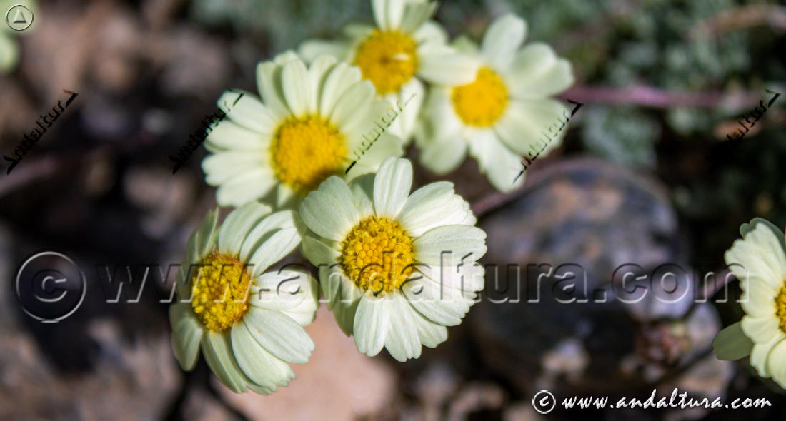 Flores de Leucanthemopsis pectinata