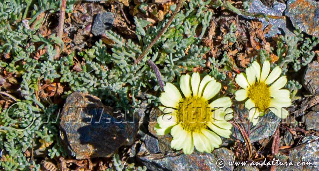 Leucanthemopsis pectinata - Endemismo de Sierra Nevada