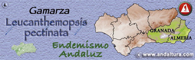 Mapa del Endemismo de Andalucía Gamarza - Leucanthemopsis pectinata - Endemismo de Sierra Nevada