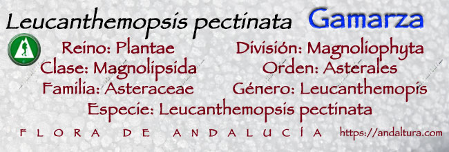 Taxonomía de Gamarza - Leucanthemopsis pectinata