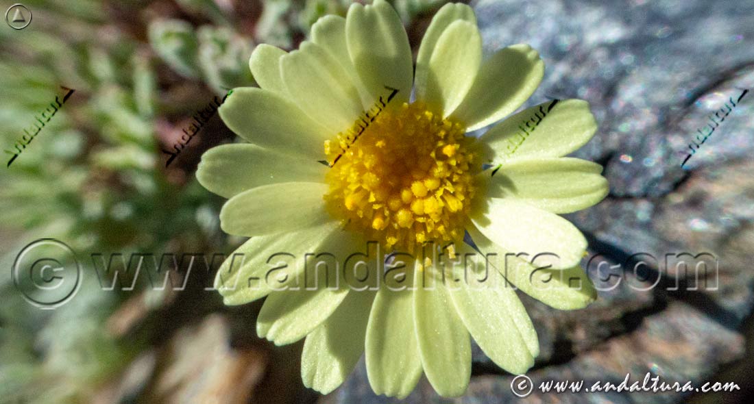 Flor de Leucanthemopsis pectinata - Gamarza -