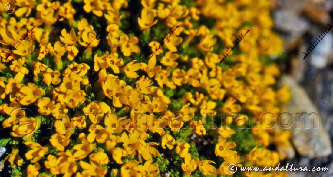 Flores de Gregoria de Sierra Nevada - Endemismo de Andalucía