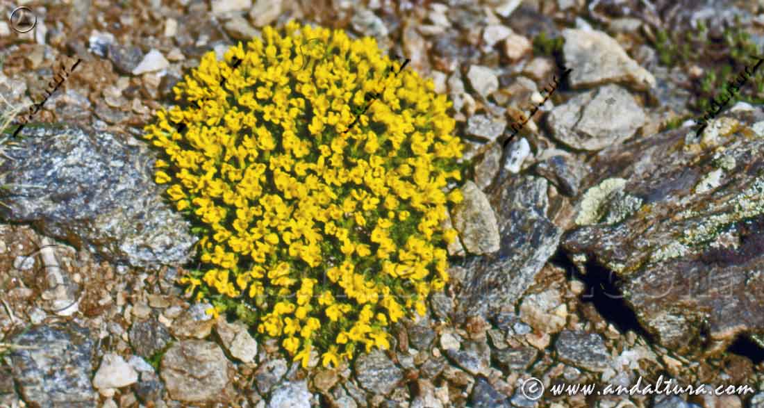 Planta de Androsace vitaliana nevadensis - Endemismo de Andalucía