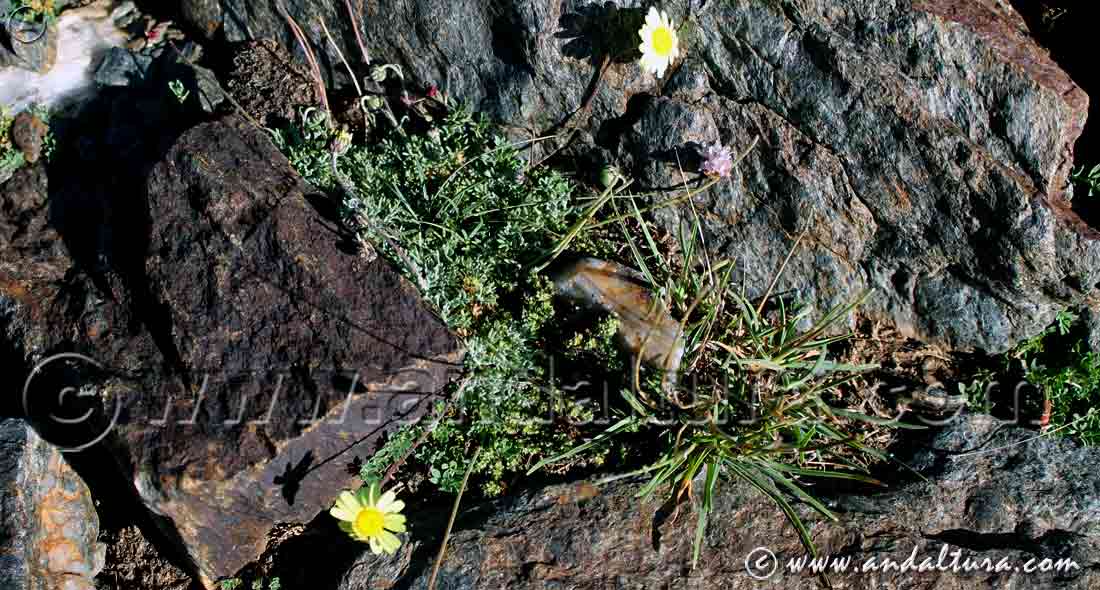 Entorno Leucanthemopsis pectinata - Gamarza -
